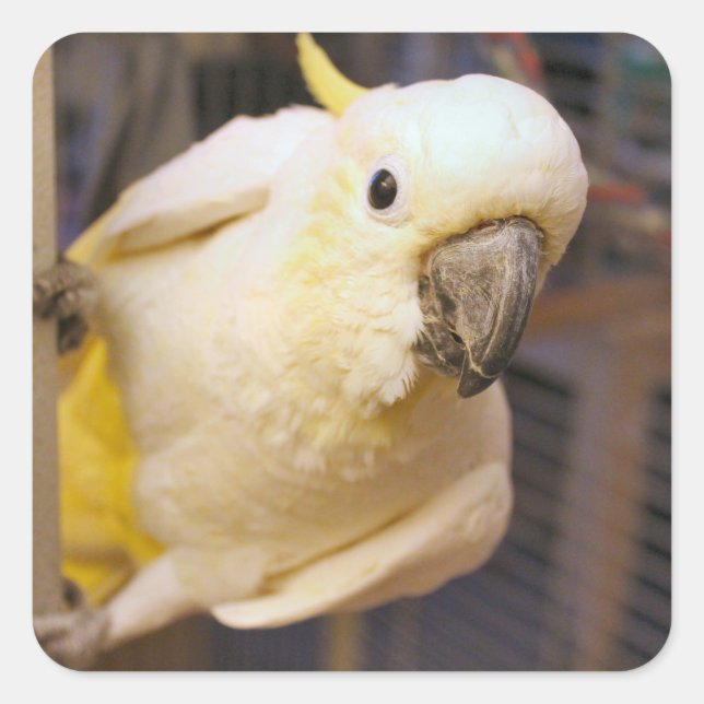 Adesivo Quadrado Bella Boy (Frente)