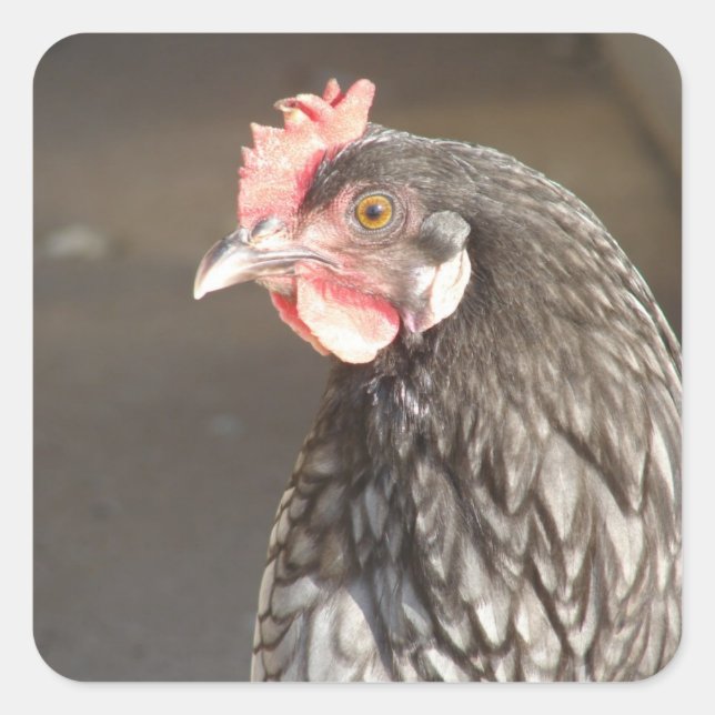 Adesivo Quadrado Belo Blue Hen (Frente)