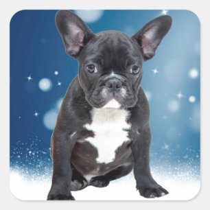 Adesivo Quadrado Belo Buldogue Francês Estrelas de Neve Azul Natal