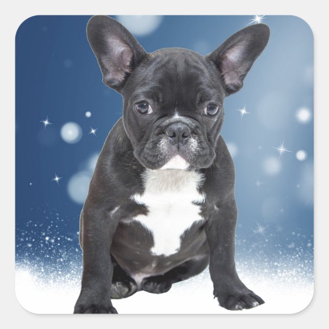 Adesivo Quadrado Belo Buldogue Francês Estrelas de Neve Azul Natal (Frente)