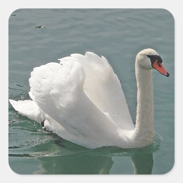 Adesivo Quadrado Belo cisne branco (Frente)