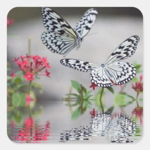 Adesivo Quadrado Belo conjunto de borboletas de voo