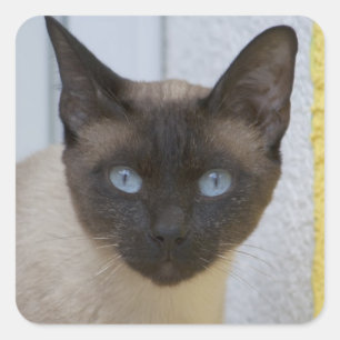 Adesivo Quadrado Belo Ponto de Selo Gato Siamês