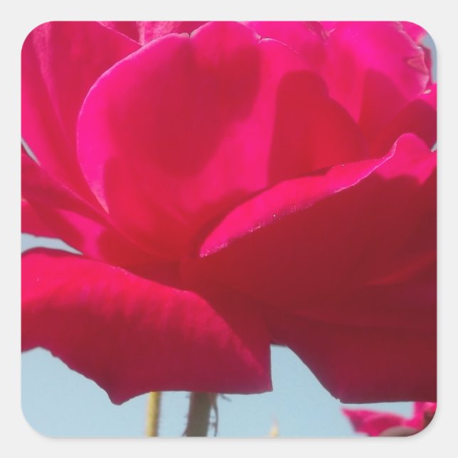 Adesivo Quadrado Belo Rosa de Hakuna Matata para a Noiva (Frente)