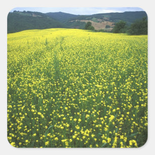 Adesivo Quadrado Belos campos cobertos de flores amarelas de San