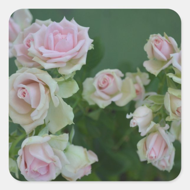 Adesivo Quadrado Belos rosas de jardim de rosas claro (Frente)