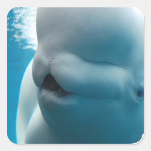 Adesivo Quadrado Beluga Whale Stickers