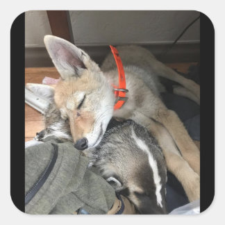 Adesivo Quadrado Benny e Doc Stickers