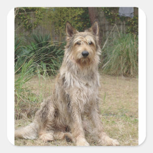 Adesivo Quadrado Berger_Picard sentado 2