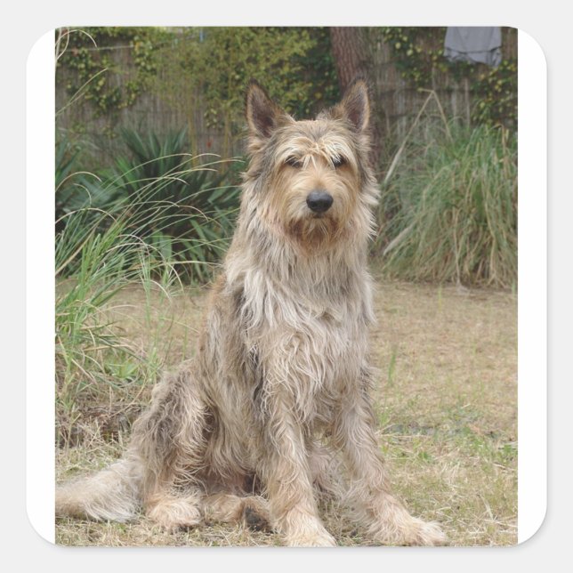 Adesivo Quadrado Berger_Picard sentado 2 (Frente)