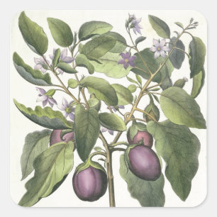 Adesivo Quadrado Beringela: Pallido do fructu de Melanzana, 'do Hor