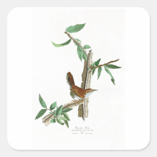 Adesivo Quadrado Berk's Wren John James Audubon Birds da América