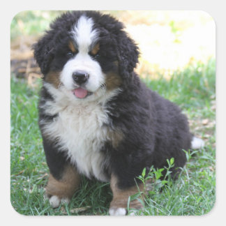 Adesivo Quadrado Bernese Mountain Dog Sticker