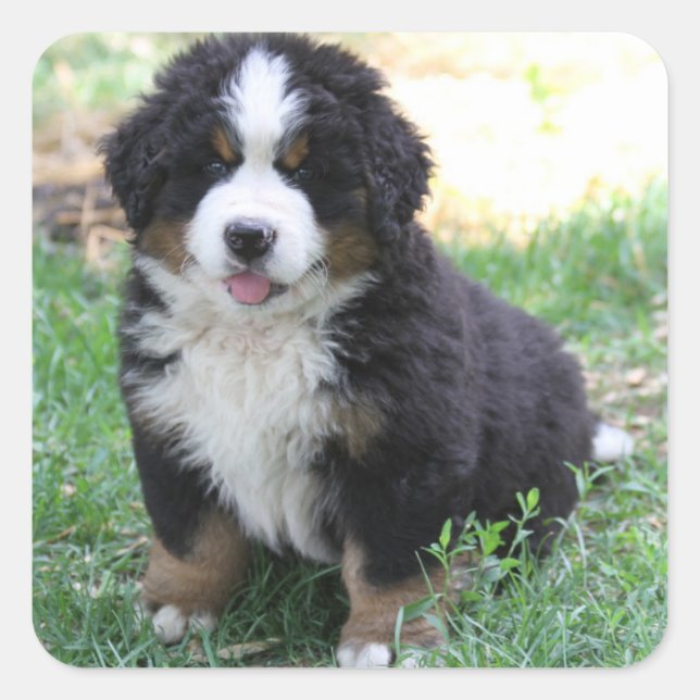 Adesivo Quadrado Bernese Mountain Dog Sticker (Frente)