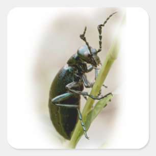 Adesivo Quadrado Besouro de bolha - Meloidae