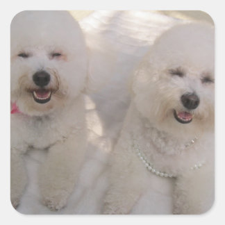 Adesivo Quadrado Bichon Pups em Reprodução