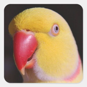 Adesivo Quadrado Bico do Parakeet de Ringneck do indiano de Lutino