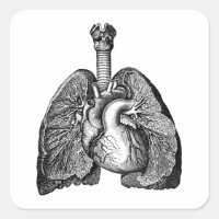 Biologia Humana Anatomia Pulmões Cardíacos Arte