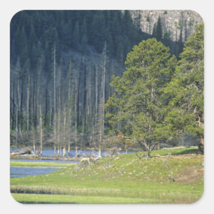 Adesivo Quadrado Bisão com bezerro no Parque Nacional de Yellowston