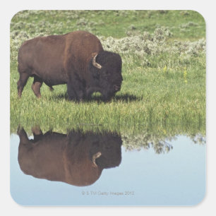 Adesivo Quadrado Bisonte (bisonte do bisonte) no prado gramíneo