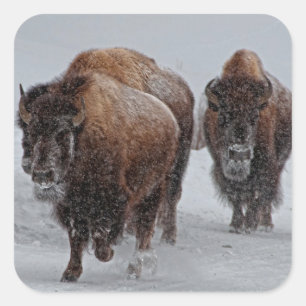 Adesivo Quadrado Bisonte de Yellowstone