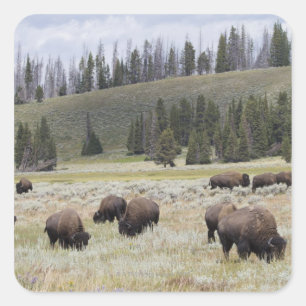 Adesivo Quadrado Bisonte no vale de Hayden de Yellowstone