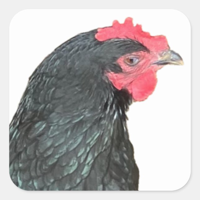 Adesivo Quadrado Black Australorp Hen (Frente)