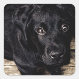 Adesivo Quadrado Black Labrador Retriever Puppy sobre madeira