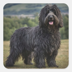 Adesivo Quadrado Black Wooly Bergamasco Sheepdog,