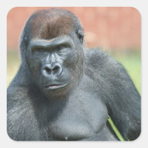 Blackback Gorilla Lope Retrato