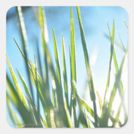 Adesivo Quadrado Blades Sunlit