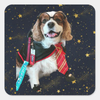 Blenheim Cavalier King Charles Padrado