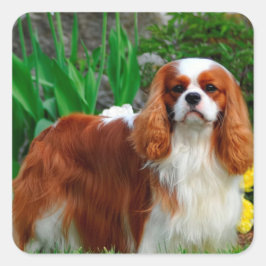 Adesivo Quadrado Blenheim Cavalier King Charles Spaniel Puppy Dog