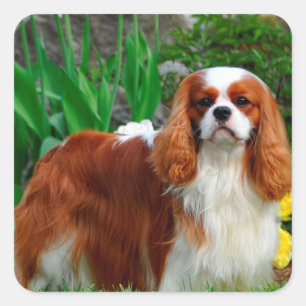 Adesivo Quadrado Blenheim Cavalier King Charles Spaniel Puppy Dog