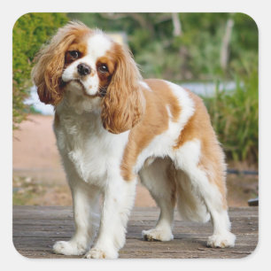 Adesivo Quadrado Blenheim Cavalier King Charles Spaniel Puppy Dog