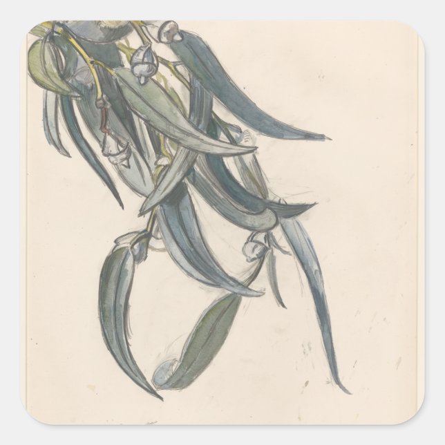 Adesivo Quadrado Bloeiende tak van een eucalyptus (Frente)