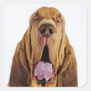 Adesivo Quadrado Bloodhound (Rua Hubert Hound) com olhos fechados,