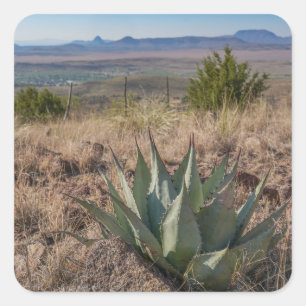 Adesivo Quadrado Blue Agave Fort Davis