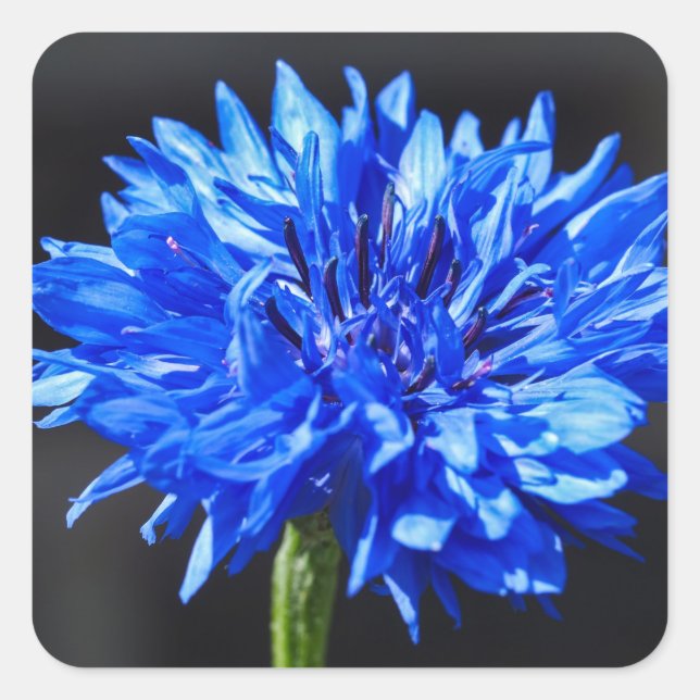 Adesivo Quadrado Blue Cornflower Stickers (Frente)