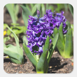 Adesivo Quadrado Blue Geocinth em primavera