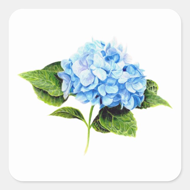 Adesivo Quadrado Blue Hydrangea Sticker (Frente)