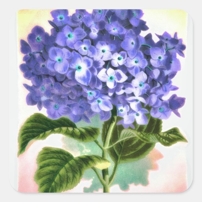 Adesivo Quadrado Blue Hydrangea Sticker (Frente)
