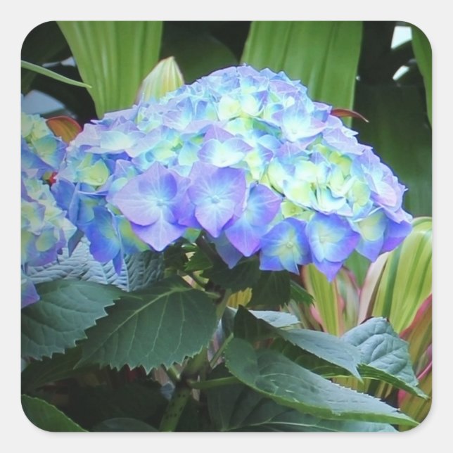 Adesivo Quadrado Blue Hydrangeas Flowers Floral Nature Photography  (Frente)