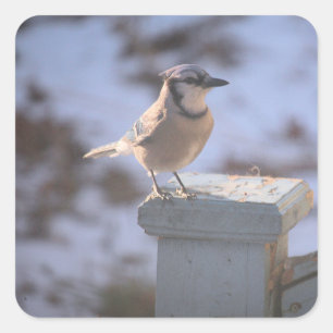 Adesivo Quadrado Blue Jay