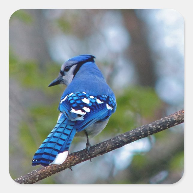 Adesivo Quadrado Blue Jay (Frente)