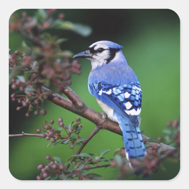 Adesivo Quadrado Blue Jay, Cyaoncitta cristata (Frente)
