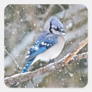 Adesivo Quadrado Blue Jay em uma tempestade de neve