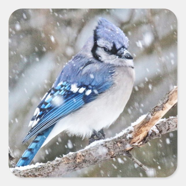 Adesivo Quadrado Blue Jay em uma tempestade de neve (Frente)