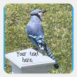 Adesivo Quadrado Blue Jay Sentado no Posto, Autocolantes personaliz