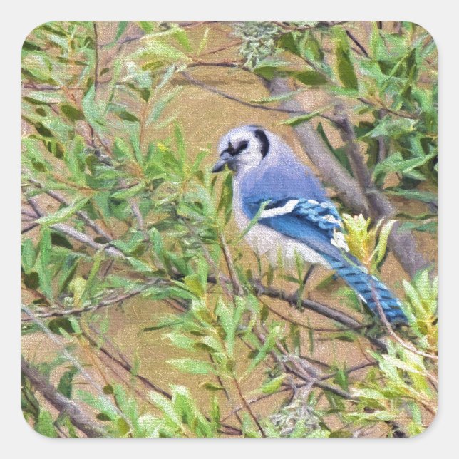 Adesivo Quadrado Blue Jay sobre Myrtle da Cera do Sul (Frente)